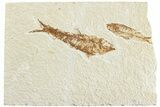 Two Detailed Fossil Fish (Knightia) - Wyoming #224543-1